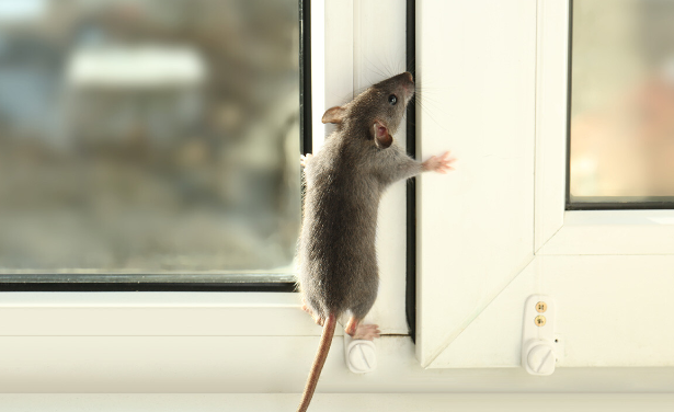 The Cost Factors Behind Rat Control In Melbourne