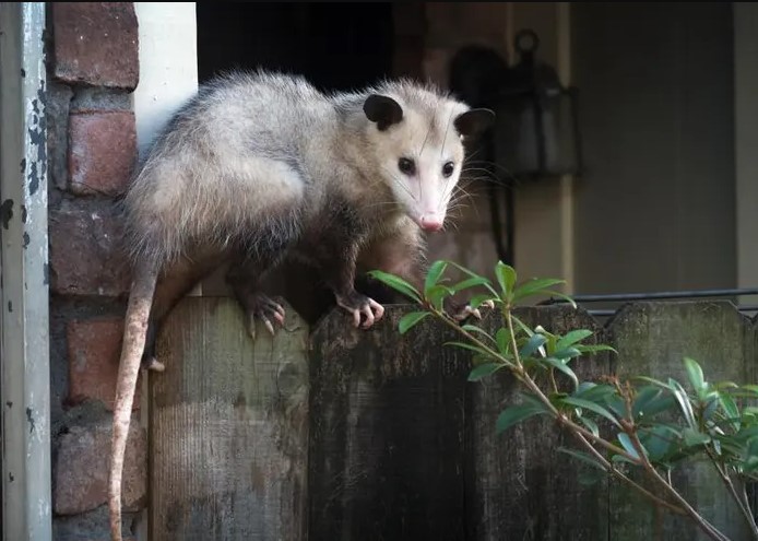 4 Smells That Deter Possums Away