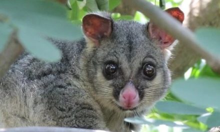 How To Get Rid of Possums?