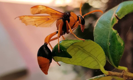 Big Orange Wasp In Australia