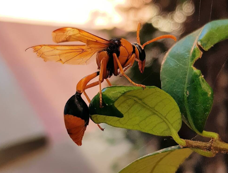 Big Orange Wasp In Australia