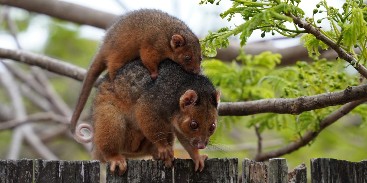 Top 5 Signs You Have A Possum Infestation And How To Deal With It?