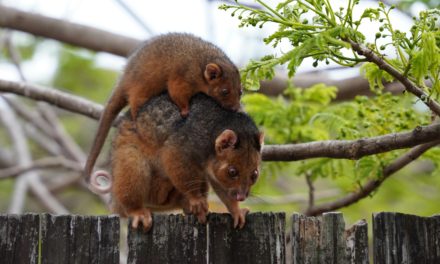 Top 5 Signs You Have A Possum Infestation And How To Deal With It?