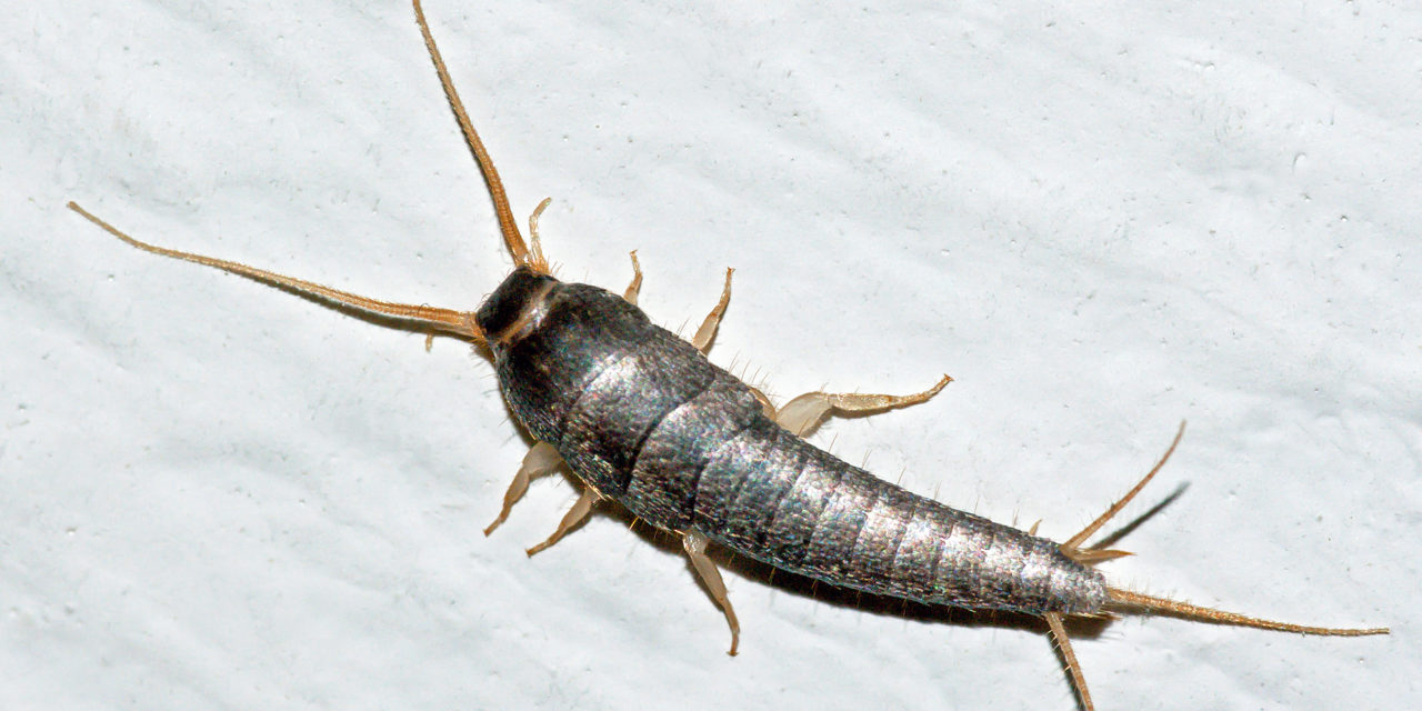 How To Get Rid Of Silverfish Permanently