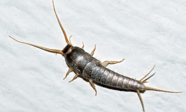 How To Get Rid Of Silverfish Permanently