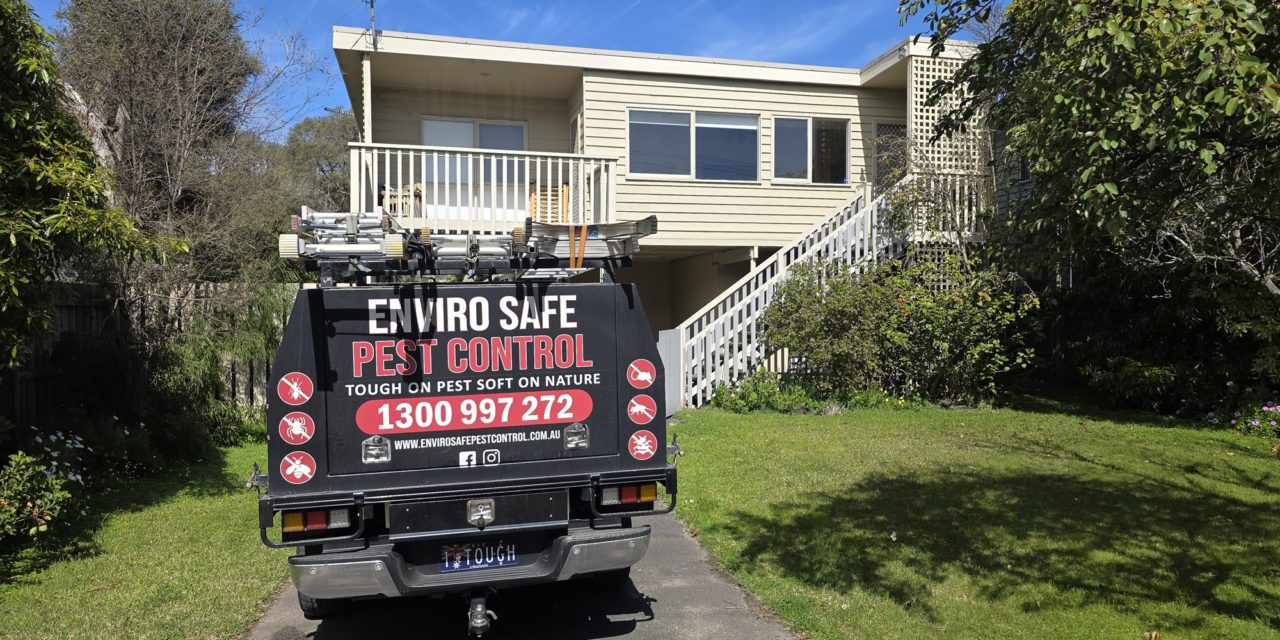 Live Bee Relocation in Rye: Safe Capture, Calm Garden