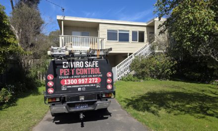 Live Bee Relocation in Rye: Safe Capture, Calm Garden