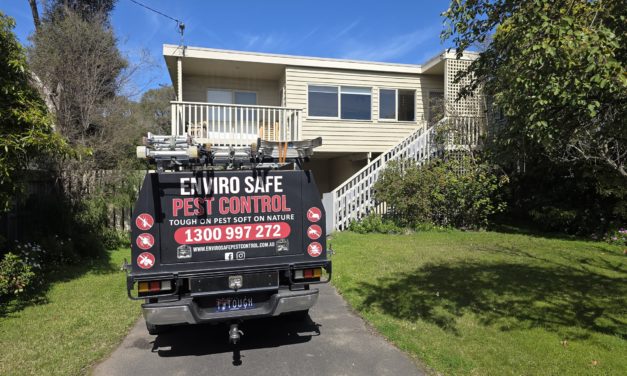 Live Bee Relocation in Rye: Safe Capture, Calm Garden