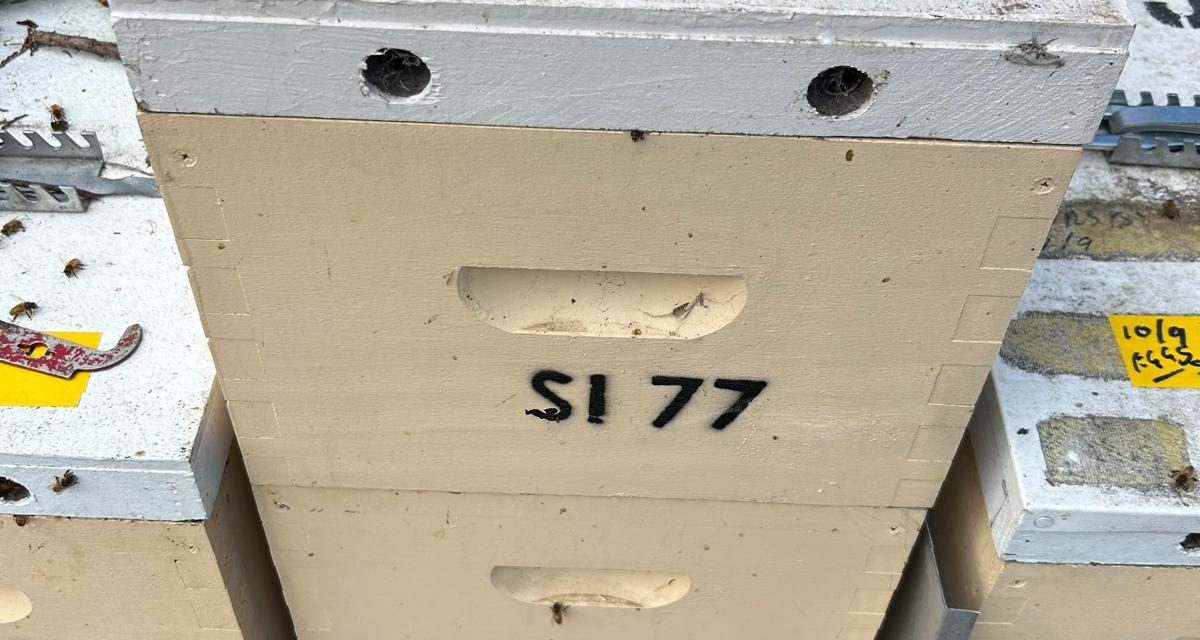 South Yarra Bee Swarm Relocation: Safe Capture, Happy Rehoming