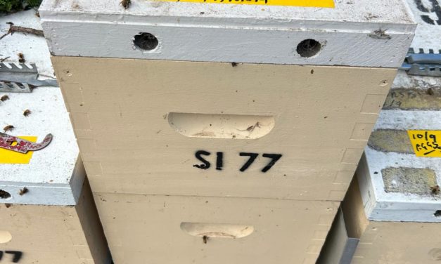 South Yarra Bee Swarm Relocation: Safe Capture, Happy Rehoming