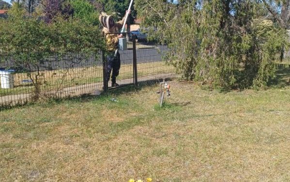 Bee Removal in Melton West – Safe Capture and Happy Rehoming
