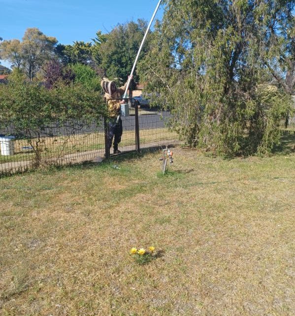 Bee Removal in Melton West – Safe Capture and Happy Rehoming