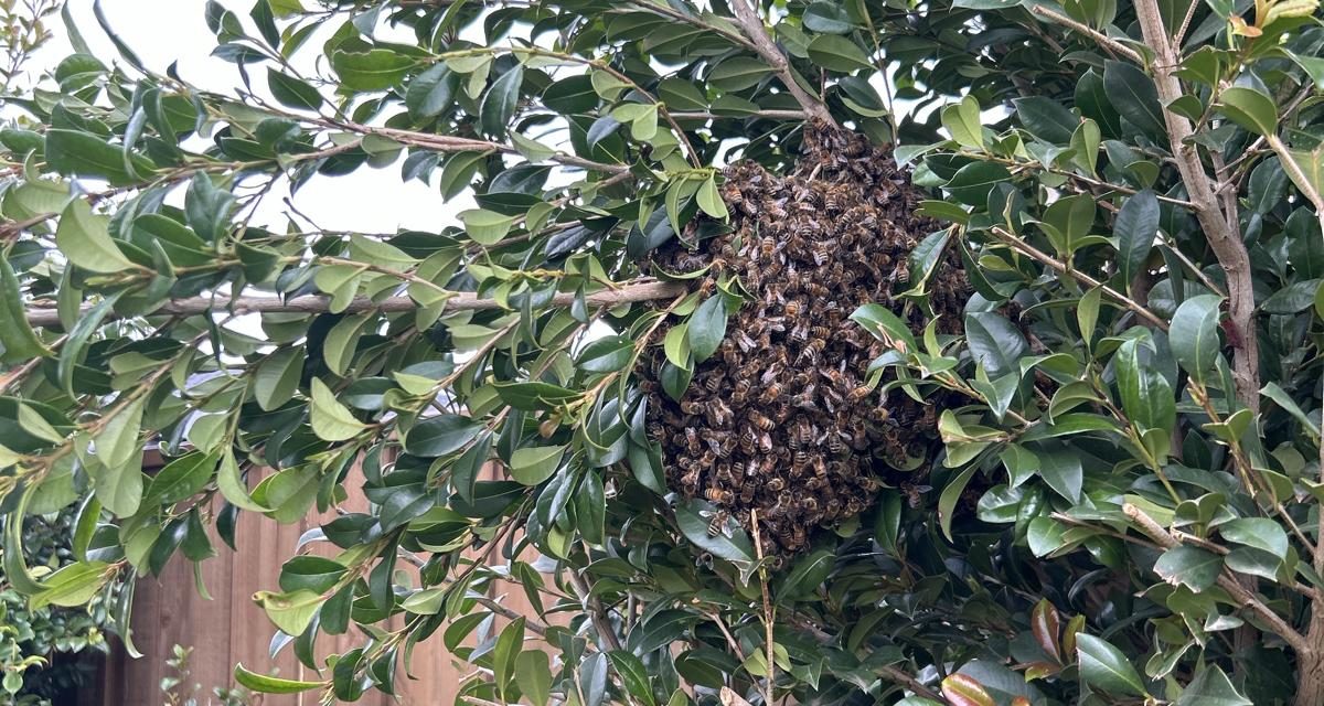 Buzz-Free Backyard: Safe Bee Removal in Truganina from a Garden Tree