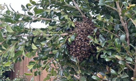 Buzz-Free Backyard: Safe Bee Removal in Truganina from a Garden Tree