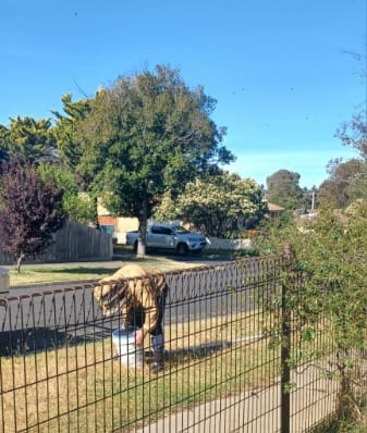 Bee Removal Melton West