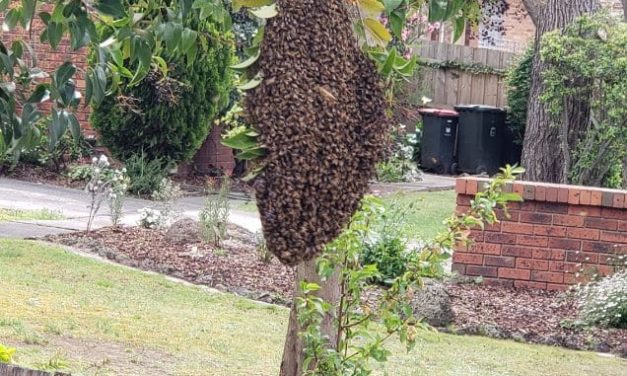 Bee Swarm Removal in Mount Waverley – Safe, Swift, and Eco-Friendly