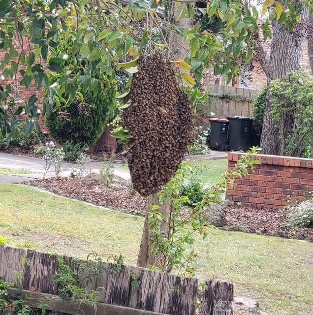 Bee Swarm Removal in Mount Waverley – Safe, Swift, and Eco-Friendly