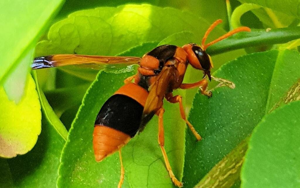 The Truth Behind Australia’s Black & Orange Wasp — Friend or Foe?