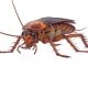 cockroaches